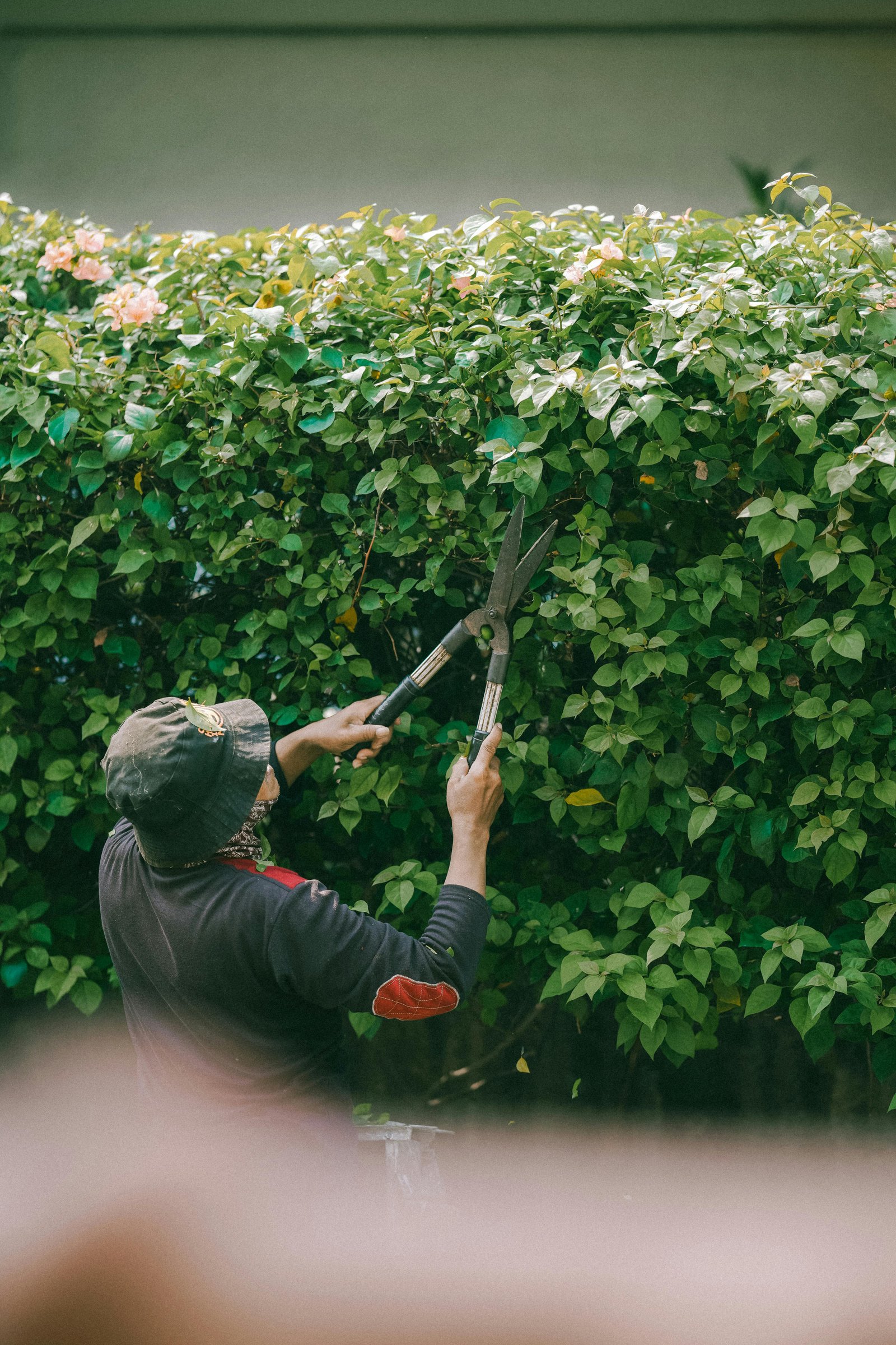 Gardening professional holding plants
